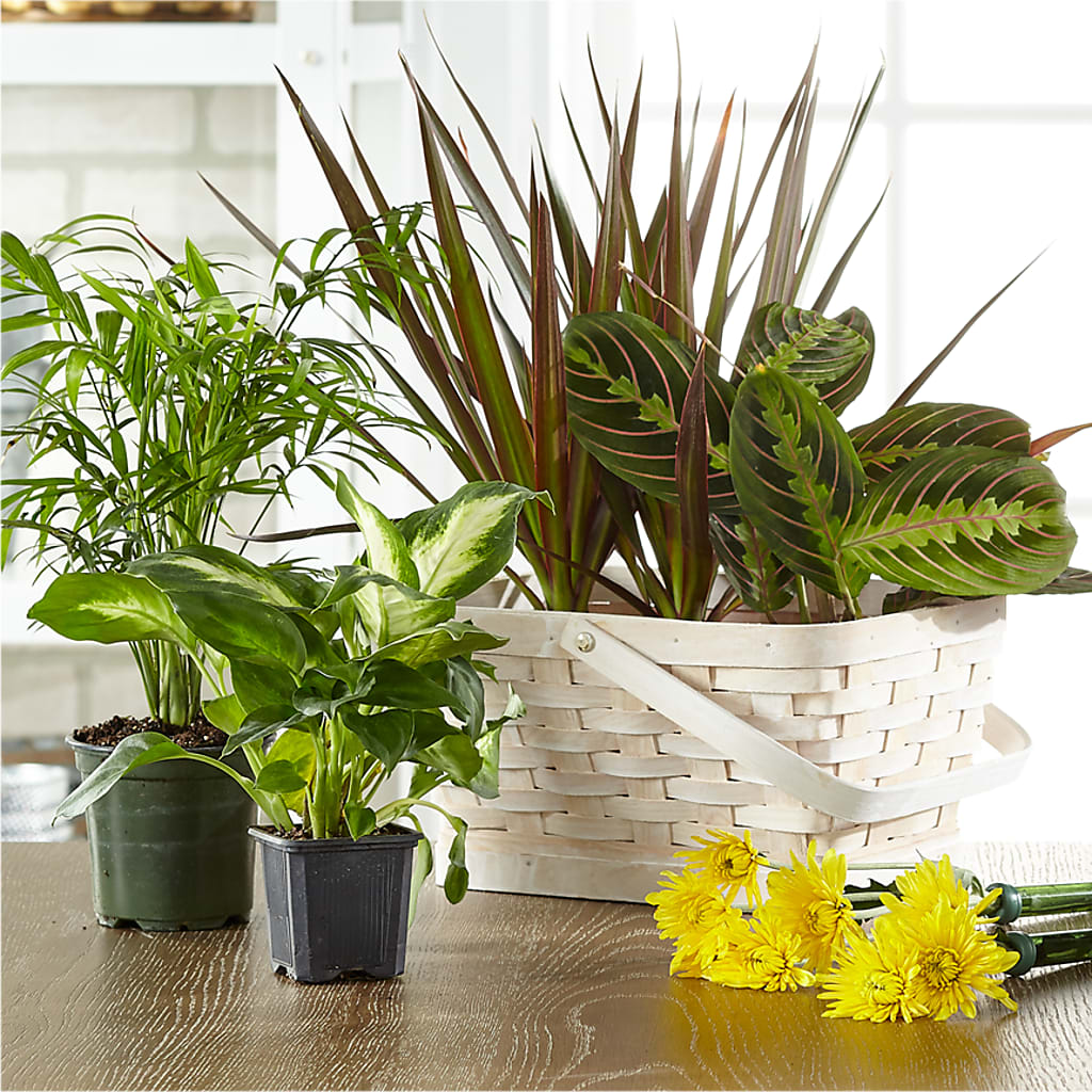 Florist Designed Blooming and Green Plants in a Basket – Jose Arrangements, Los Angeles CA