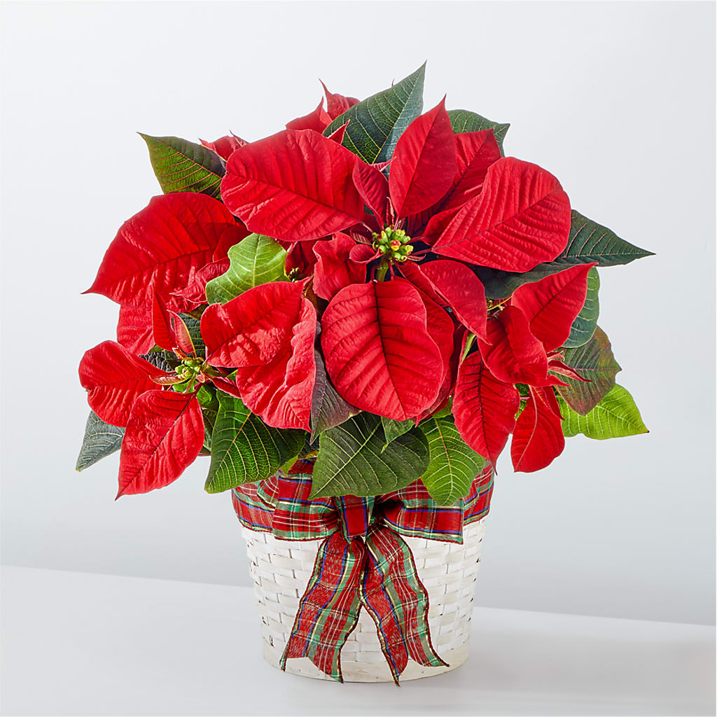 Happiest Holidays Poinsettia – Jose Arrangements, Los Angeles CA