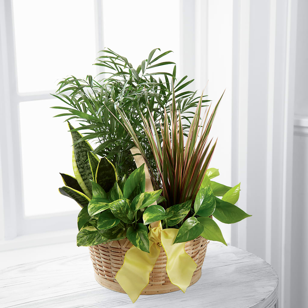 French Garden – Jose Arrangements, Los Angeles CA