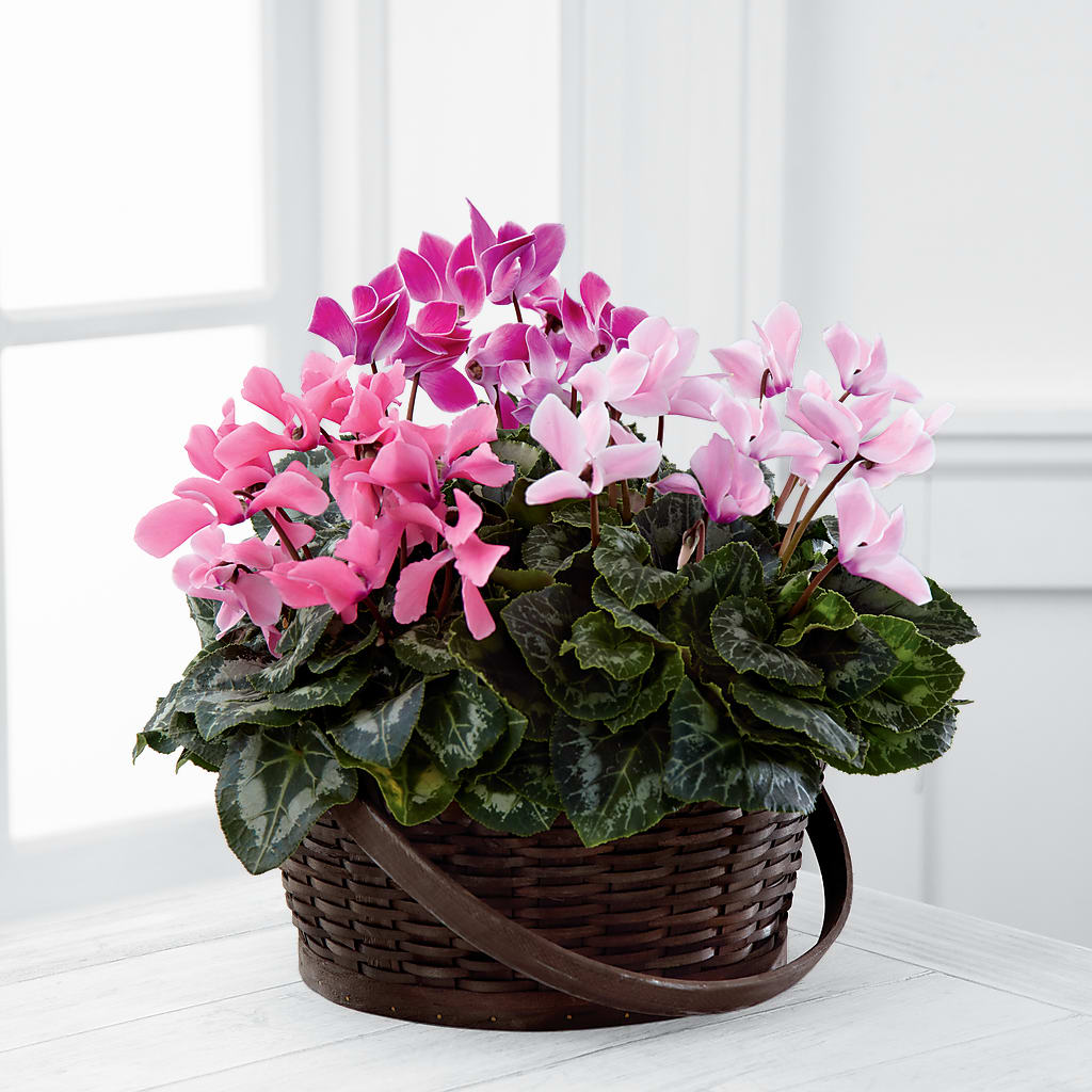 Mixed Cyclamen Planter – Jose Arrangements, Los Angeles CA