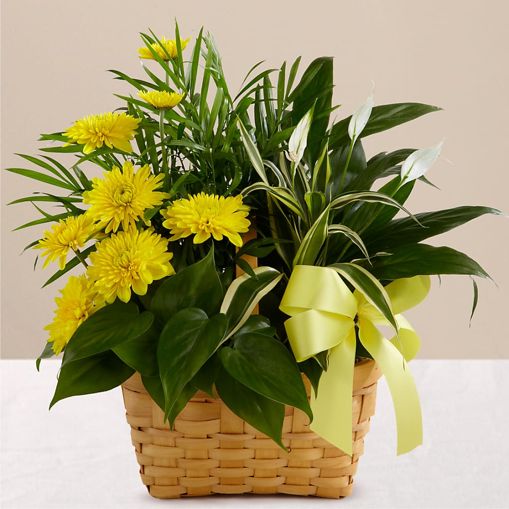 Loving Light Dishgarden – Jose Arrangements, Los Angeles CA