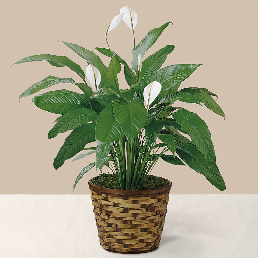 Tranquil Moments Peace Lily Plant – Jose Arrangements, Los Angeles CA
