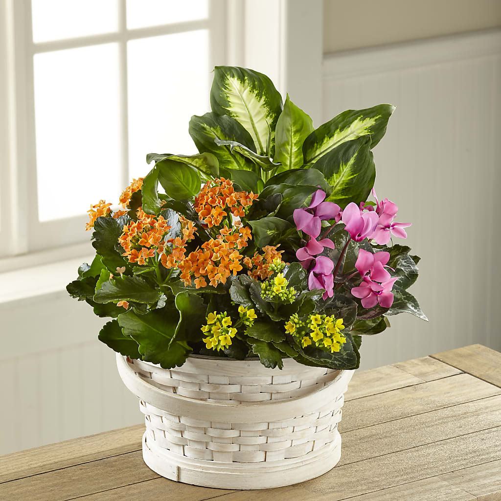 Color Crush Dishgarden – Jose Arrangements, Los Angeles CA