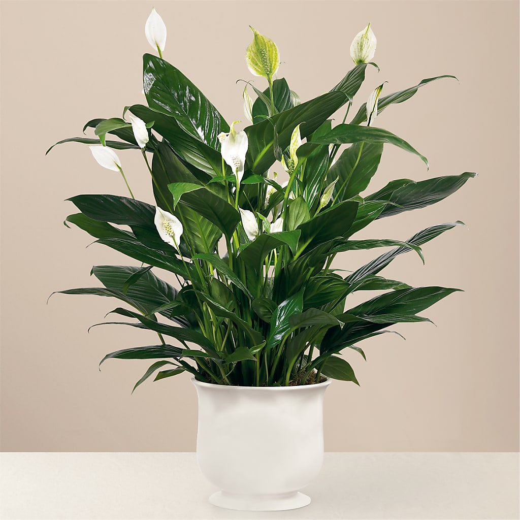 Comfort Planter – Jose Arrangements, Los Angeles CA