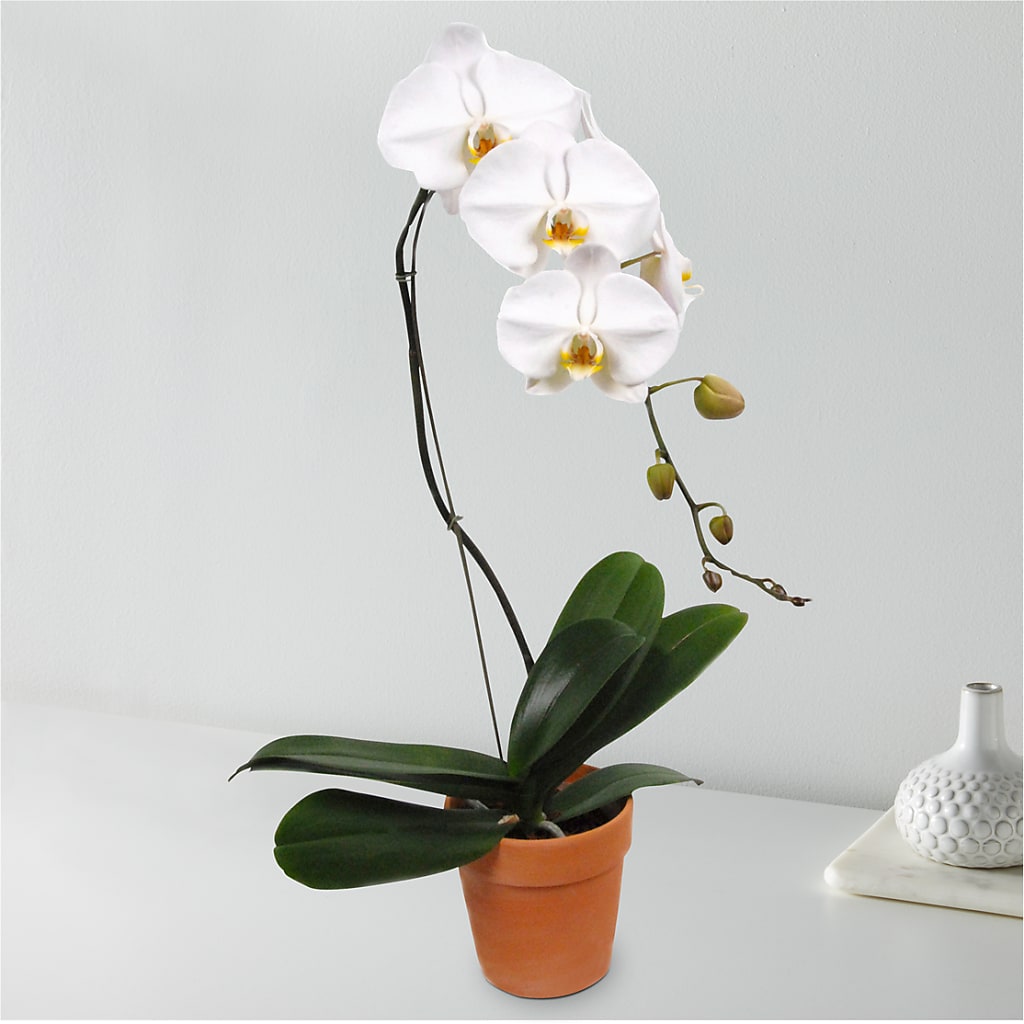 White Cascading Orchid – Jose Arrangements, Los Angeles CA