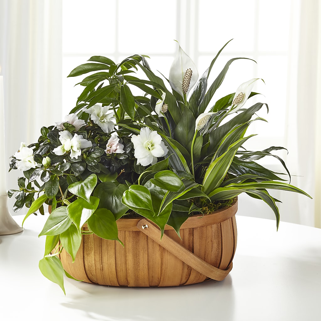 Serene Dishgarden – Jose Arrangements, Los Angeles CA