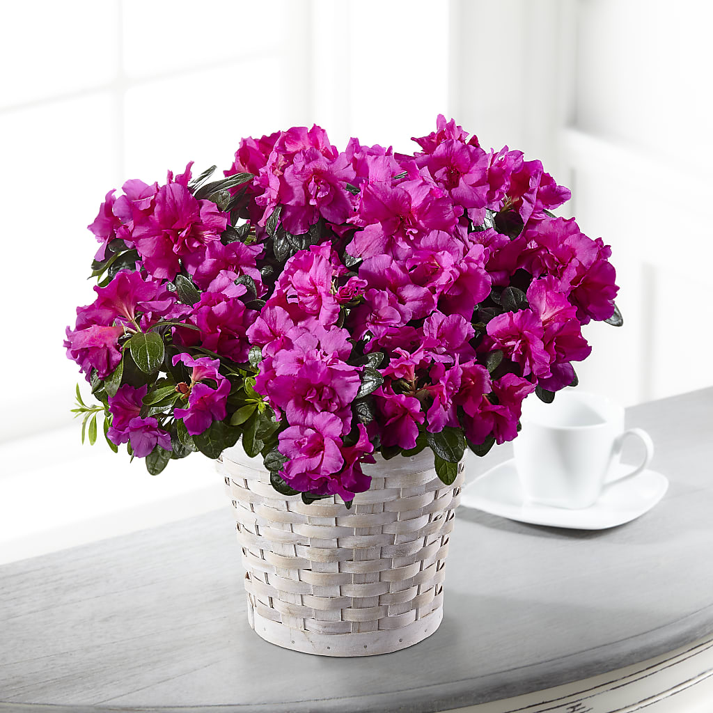 Hope & Serenity Azalea Plant – Jose Arrangements, Los Angeles CA