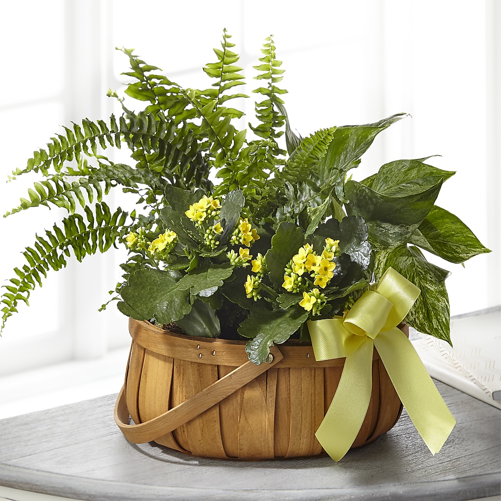 Always Dear Dishgarden – Jose Arrangements, Los Angeles CA