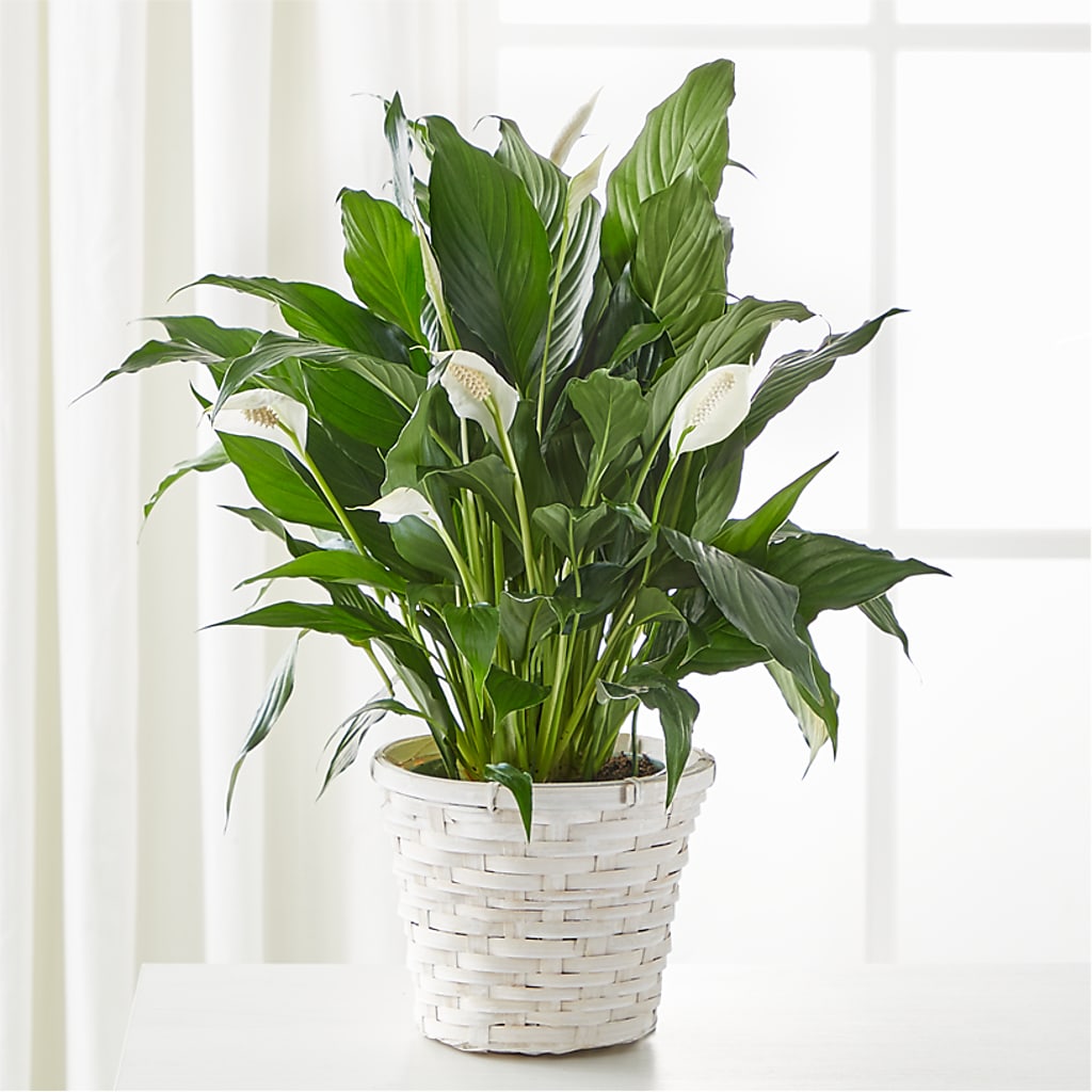 A New Leaf Peace Lily – Jose Arrangements, Los Angeles CA