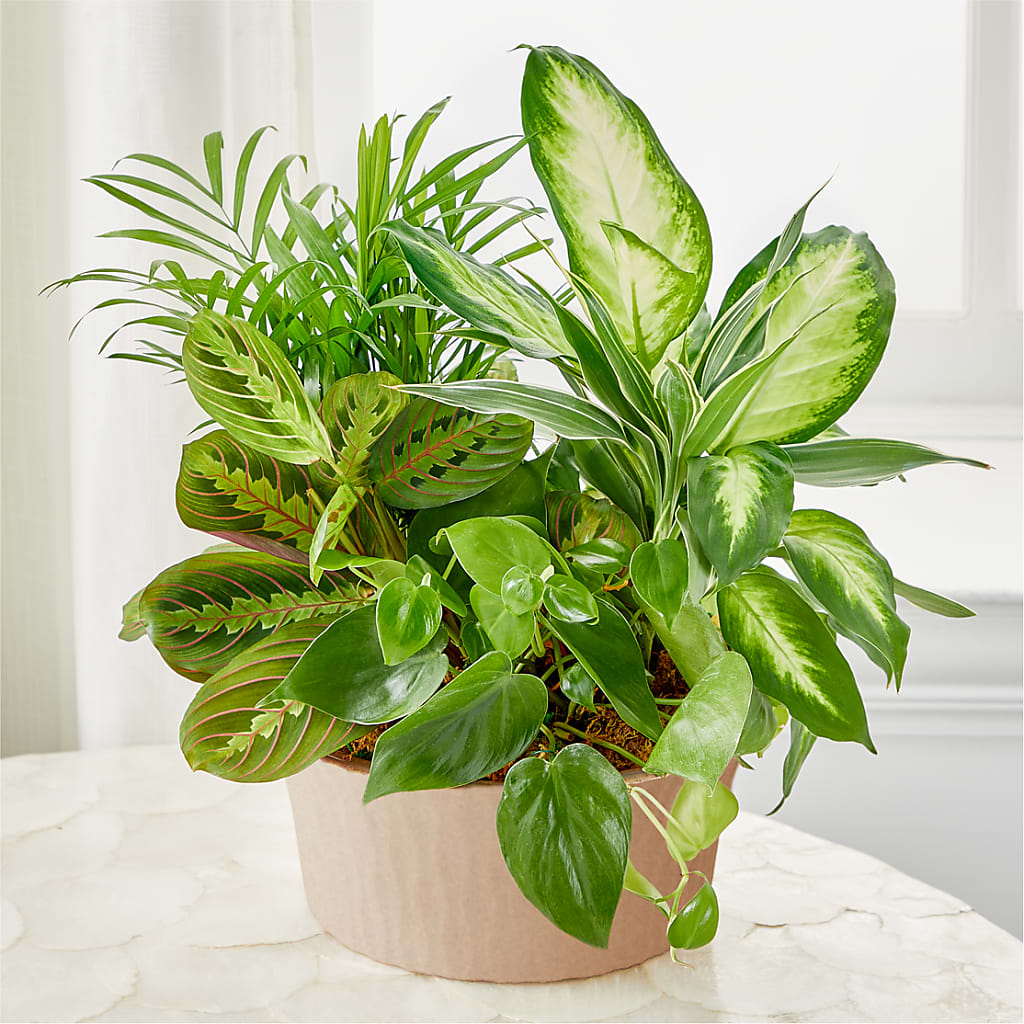 Balance & Harmony Dishgarden – Jose Arrangements, Los Angeles CA