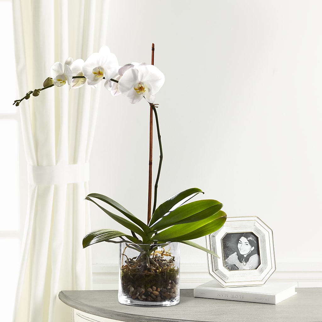 White Orchid Planter – Jose Arrangements, Los Angeles CA