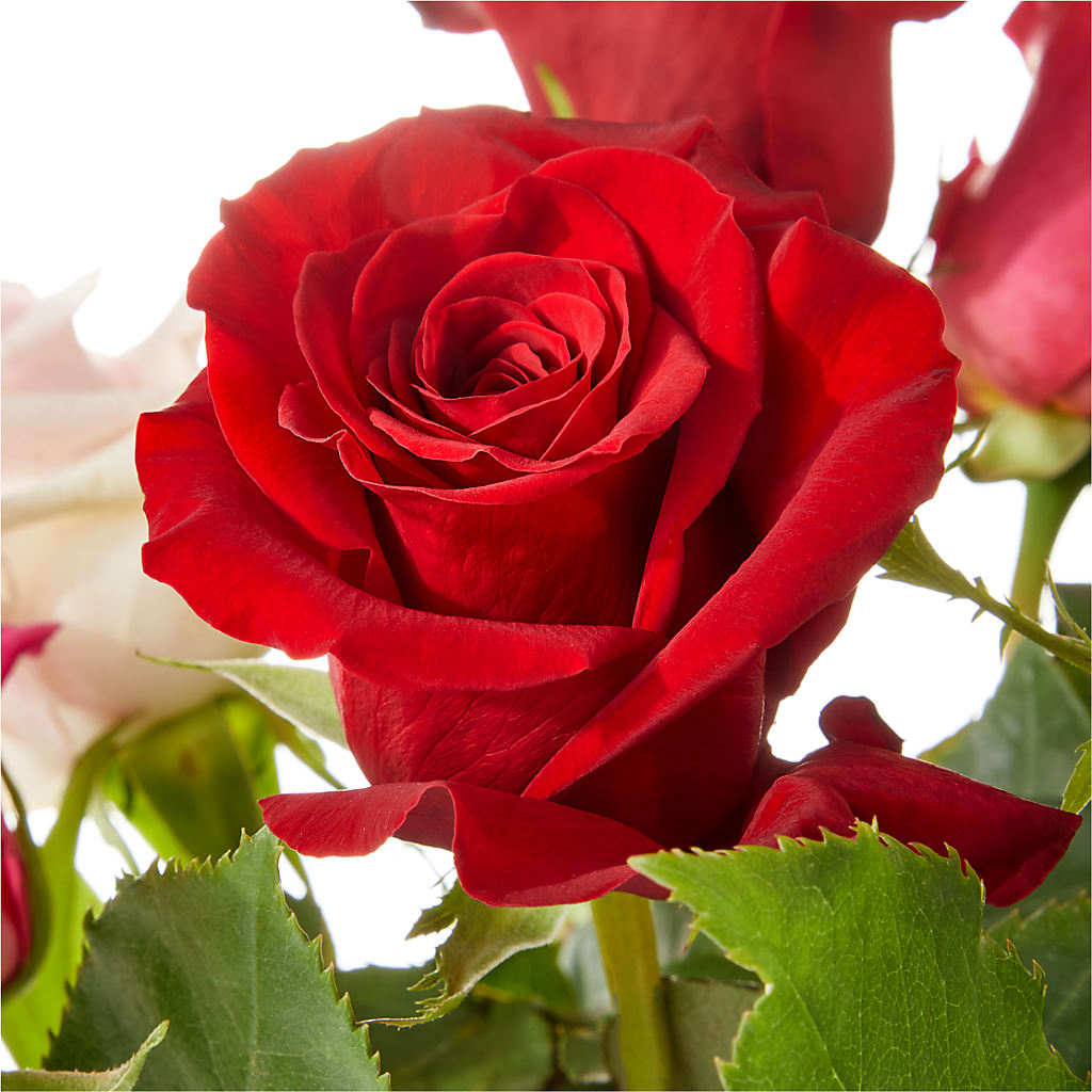 Love Notes Rose Bouquet – Jose Arrangements, Los Angeles CA