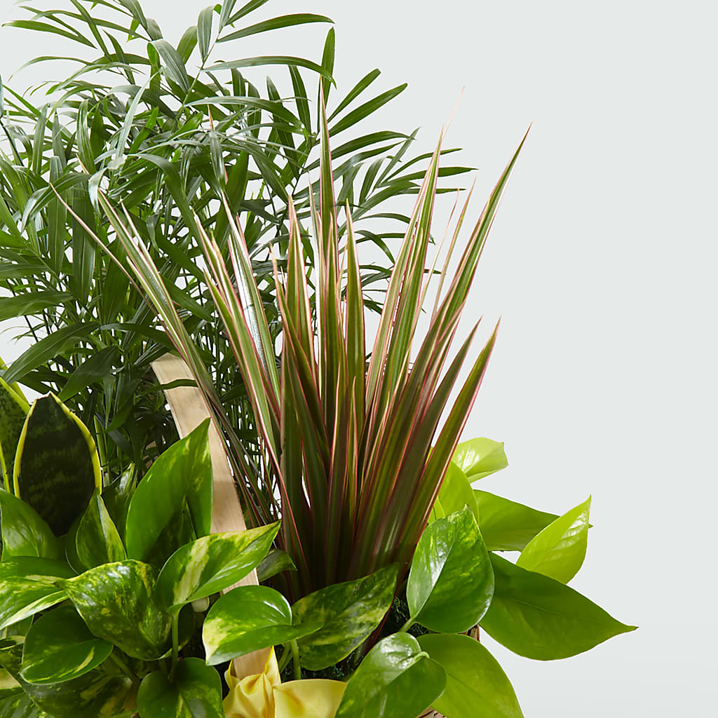 French Garden –  Jose Arrangements, Los Angeles CA
