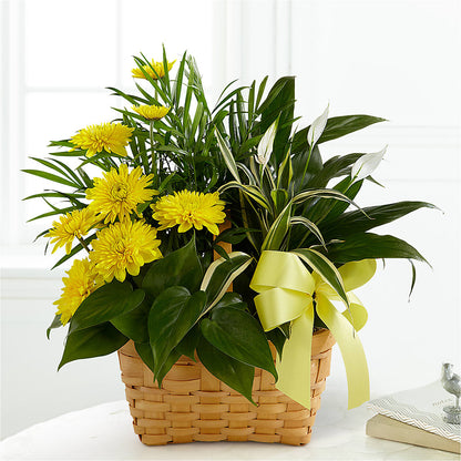 Loving Light Dishgarden –  Jose Arrangements, Los Angeles CA
