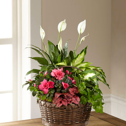 Dream in Pink Dishgarden –  Jose Arrangements, Los Angeles CA