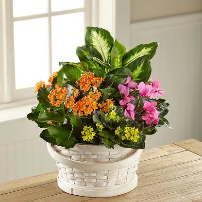 Color Crush Dishgarden –  Jose Arrangements, Los Angeles CA