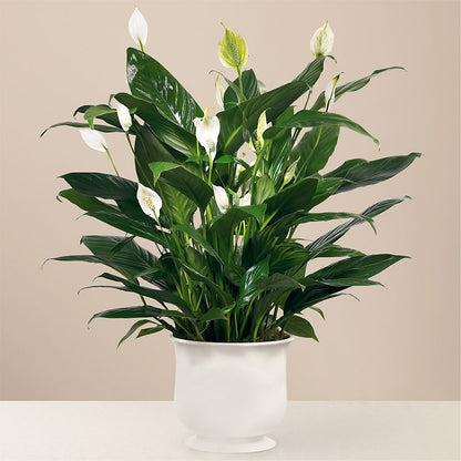 Comfort Planter –  Jose Arrangements, Los Angeles CA