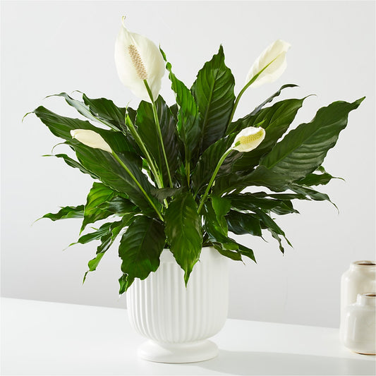 Comfort Planter –  Jose Arrangements, Los Angeles CA