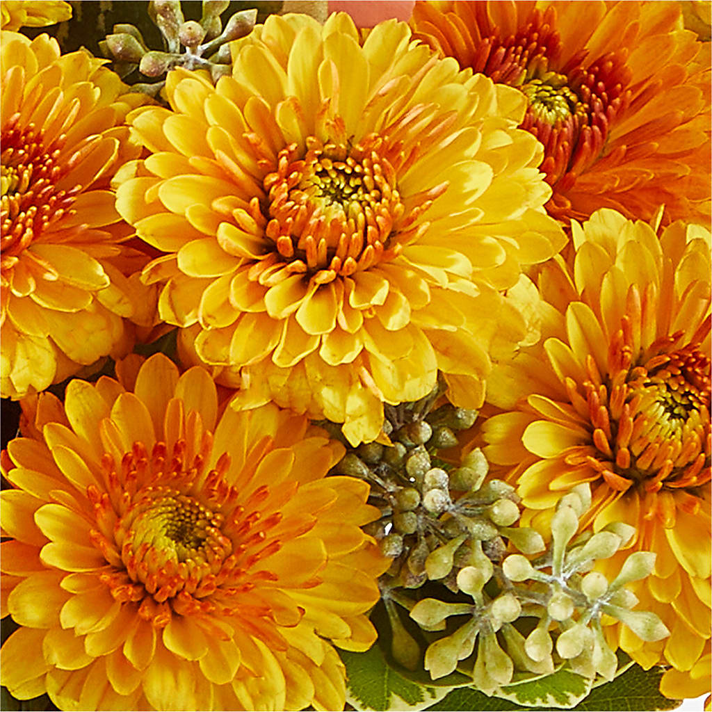 Peachy Pumpkin –  Jose Arrangements, Los Angeles CA