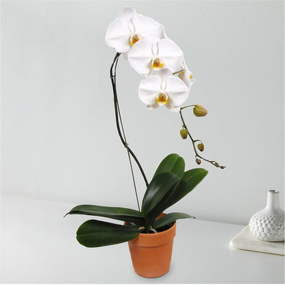 White Cascading Orchid –  Jose Arrangements, Los Angeles CA