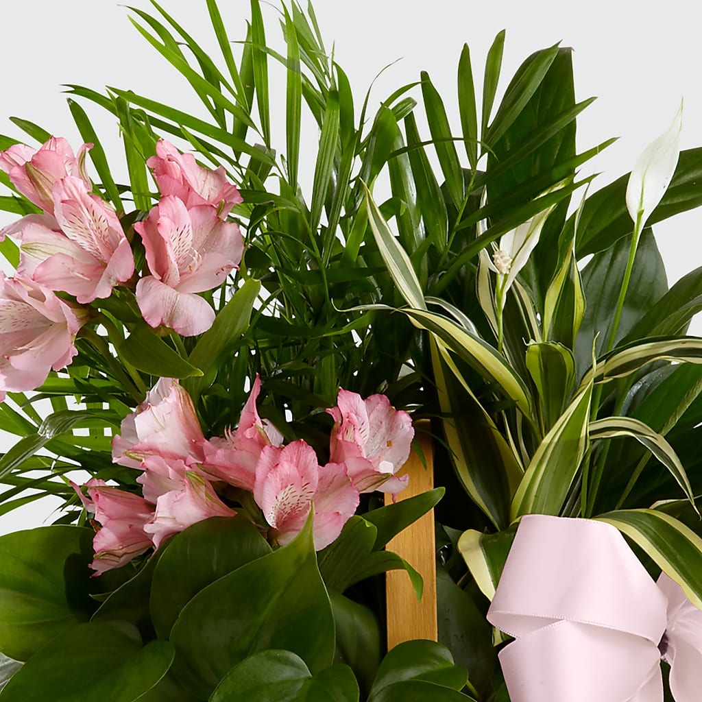 Living Spirit Dishgarden –  Jose Arrangements, Los Angeles CA