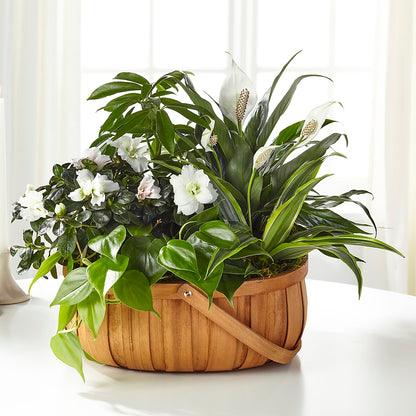 Serene Dishgarden –  Jose Arrangements, Los Angeles CA