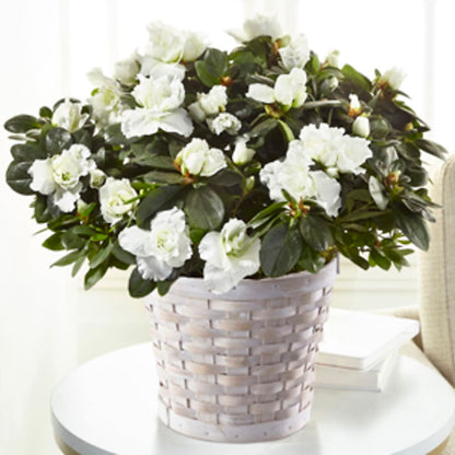 White Azalea Plant –  Jose Arrangements, Los Angeles CA