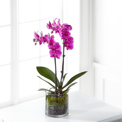 Pink Orchid Plant –  Jose Arrangements, Los Angeles CA