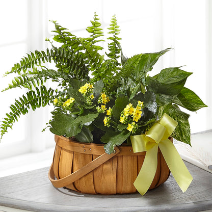 Always Dear Dishgarden –  Jose Arrangements, Los Angeles CA