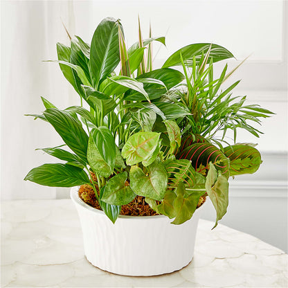 Balance & Harmony Dishgarden –  Jose Arrangements, Los Angeles CA