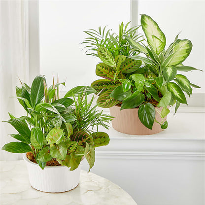 Balance & Harmony Dishgarden –  Jose Arrangements, Los Angeles CA