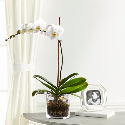 White Orchid Planter –  Jose Arrangements, Los Angeles CA