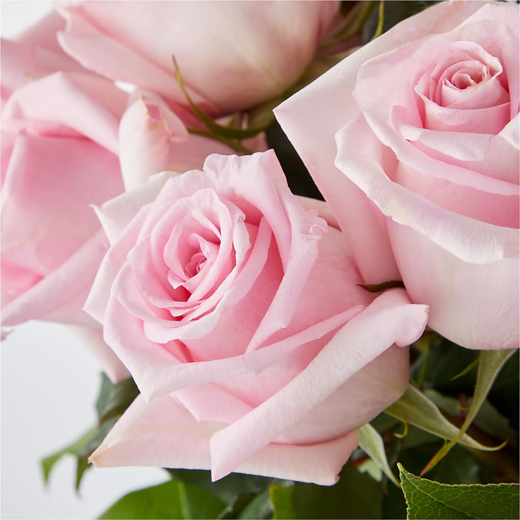 Picture Perfect Pink Rose Bouquet –  Jose Arrangements, Los Angeles CA